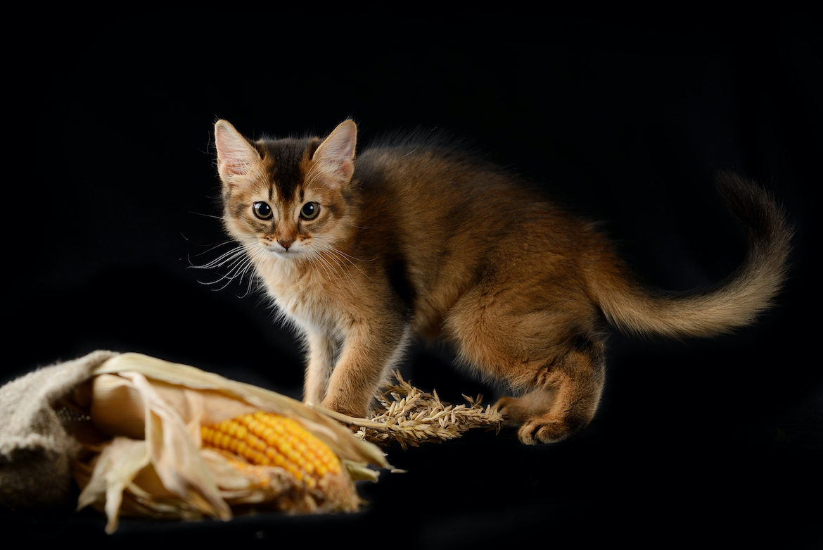 Can cats eat corn?